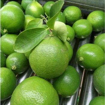 Fresh Seedless Lime (Green Seedless Lemon) from Vietnam/Asia (Ho Chi Minh Port) - NGAN HOA PHAT TRADING SERVICE COMPANY LIMITED - Vietnam