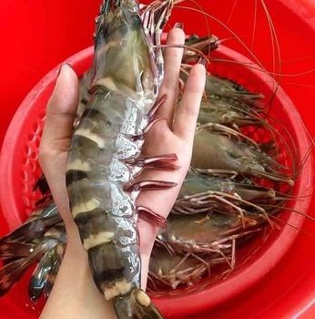 Best Quality Frozen Fresh Shrimp Black Tiger Prawn from VietNam - TANIS IMPORT & EXPORT COMPANY LIMITED - Vietnam