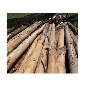 Wholesale Hardwood Eucalyptus Wood Logs and Timber Cheap Price from Natural Forest - VIVA HOLDING INVESTMENT CONSULTING COMPANY LIMITED - Vietnam