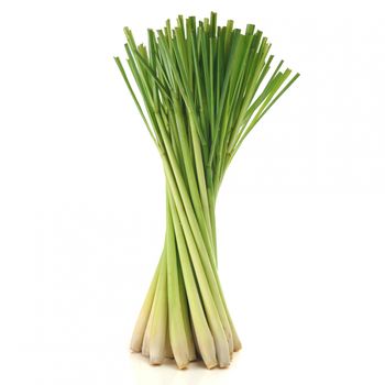 Fresh Lemongrass from Vietnam - Export wholesale High Quality (Certification: GAP, HACCP...) - 100% Organic - NGAN HOA PHAT TRADING SERVICE COMPANY LIMITED - Vietnam