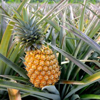 Pineapple guaranteed Fresh and Sweet from VietNam / Packaged carefully / Quick response (Ho Chi Minh Port) - NGAN HOA PHAT TRADING SERVICE COMPANY LIMITED - Vietnam