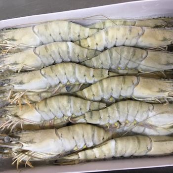 Wholesale Frozen Black Tiger Shrimp Vietnam - Giant Tiger Prawns HOSO HLSO natural type with free sample U4,U5, and all sizes - TANIS IMPORT & EXPORT COMPANY LIMITED - Vietnam