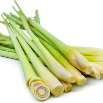 IQF Frozen Lemongrass - Tropical Fruits & Vegetables from Vietnam - NGAN HOA PHAT TRADING SERVICE COMPANY LIMITED - Vietnam