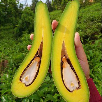 Fresh Avocado Fruit from Vietnam, Guaranteed Young and Fresh (Ho Chi Minh Port) - NGAN HOA PHAT TRADING SERVICE COMPANY LIMITED - Vietnam