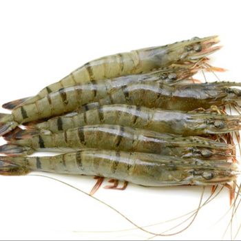 Frozen Black Tiger Shrimp (HOSO) Head on shell on Vietnam Prawn wholesale IQF Shrimp original price from Factory - TANIS IMPORT & EXPORT COMPANY LIMITED - Vietnam