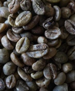 Premium Robusta green coffee beans - for wholesale importers – product photo, Roasted Robusta Coffee products found from trusted suppliers, wholesalers, manufacturers & exporters Listing