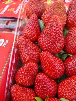 fresh strawberry Grade 1 Packaging cartoon Brand Name ayla - Ayla fruits for export - Egypt