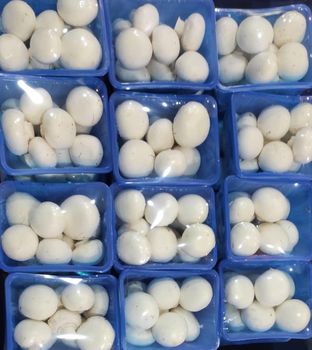 Button Mushrooms  Packaging Based on buyers request Brand Name Based on buyers - South Seed Co. - Iran