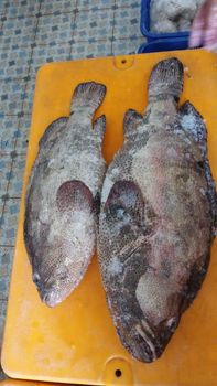 Frozen Black Grouper (700 gr to 20 kg) Grade AA Size 700 gr to 20 kg Form Frozen and - Acefort Ventures - Singapore