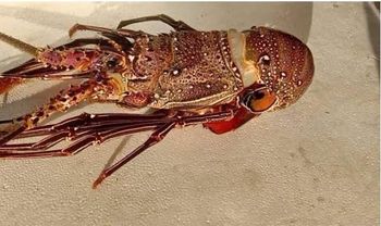 Frozen red bamboo lobster Form - Visi Niaga prima - Indonesia