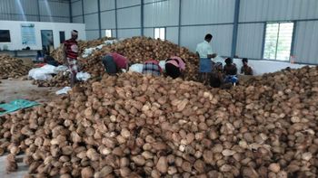 Semi Husked Coconuts - Lavanya Agro Organics - India