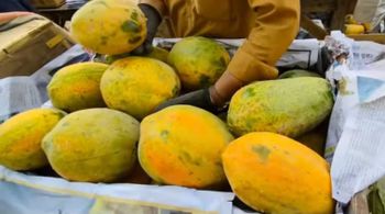 Papaya - HNM Enterprises (Private) Limited - Pakistan