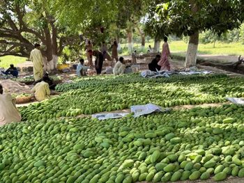 Premium Fresh Mangoes from Al Fazal trade Premium Fresh Mangoes - Al Fazal trade - Pakistan