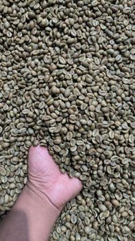 Indonesian Coffee Green Beans from PT UPAYA INDONESIA GLOBAL Indonesian Coffee Green Beans – product photo, Long Green Beans products found from trusted suppliers, wholesalers, manufacturers & exporters Listing