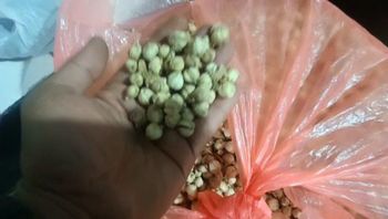 Cardamoms Place of Origin - PT PRAMESWARI ADITYATAMA GROUP - Indonesia