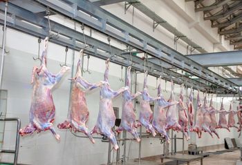 Goat Meat Certifications Halal Certified Packaging Bulk And Retail Packaging Form Whole Carcass And Various Cuts Shelf Life Fresh And Frozen Shipping - Northern Waves General Trading LLC - United Arab Emirates