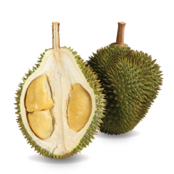 D24 XO Durian – product photo, Durian products found from trusted suppliers, wholesalers, manufacturers & exporters Listing