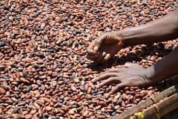 Dried Cocoa Beans for sale  - M Trading - Canada