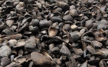 Palm Kernel Shell from PT Elite Sinar Sejahtera Palm Kernel Shell - PT Elite Sinar Sejahtera - Indonesia