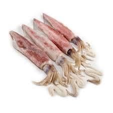 Giant wing squid - Visi Niaga prima - Indonesia