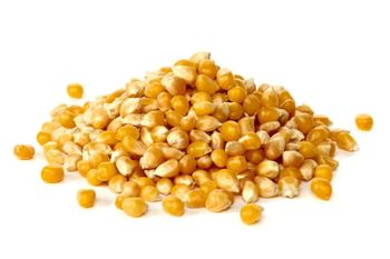 Yellow Corn - AGRO AFRIQUE COMPANY LIMITED - Tanzania