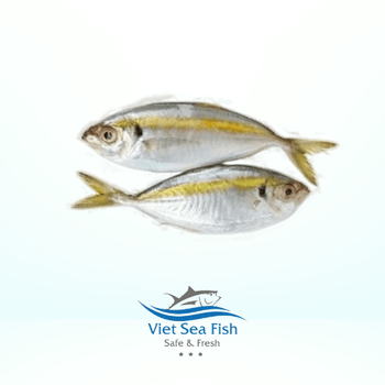 Yellow Strip Travelly - Viet Sea Fish Ltd., Co. - Vietnam