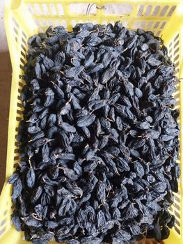 dried raisins from World Import Export Trade LLC dried raisins - World Import Export Trade LLC - Uzbekistan
