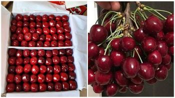 cherry Fruit Type Cherry Type fresh sweet cherry Packaging plastic box 250 gramm, 500 gramm, 1 - Freeze Dried Fruit LTD - Uzbekistan