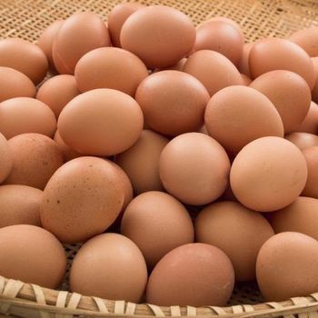 Chicken Table Eggs, Parrot Eggs, Hatching Eggs - Hardy Consultancy - United Kingdom