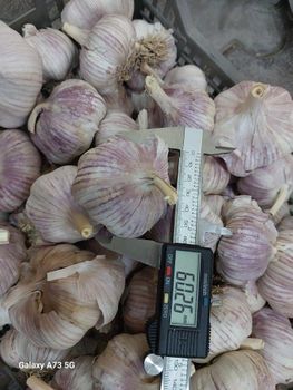 Garlic violet / red garlic  - World Import Export Trade LLC - Uzbekistan