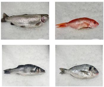 Fresh Frozen Fish of Different Species available for supply - Thai Sme-Gp Company - Thailand
