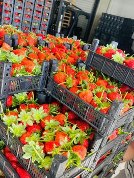 Fresh Strawberry Form Fresh Origin Turkish Color Vibrant Red Flavor Sweet, Refreshing Delivery Frequency Weekly Shipping Method By Air - Foodimpex Gida Sanayi ve Ticaret AS - Turkey