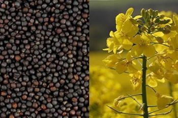 Nutritious Rapeseed Form Seed Type Rapeseed Ingredients Rapeseed Place of Origin Ukraine Purity High-quality, Non-gmo Minimum Order 20 Metric Tons - Kyivgrandagro - Ukraine