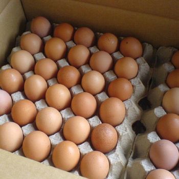 Fresh Ross 308 Hatching Eggs Wholesale Price Strong Fertility Clean Shell Premium Selection For Poultry Farming Success from CPW TRADE LTD Fresh Ross 308 Hatching Eggs Wholesale Price Strong Fertility Clean Shell Premium Selection For Poultry Farming Success - CPW TRADE LTD - United Kingdom