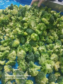 Broccoli Grade A Storage Type -18 Packaging Packed in carton bags with internal plastic bags - ELMARWA FOR PRESERVING AND FREEZING VEGETABLES AND FRUITS - Egypt