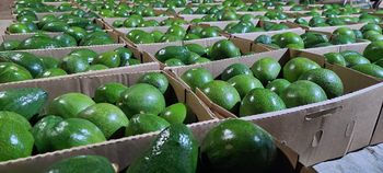 AVOCADO – product photo, Fresh Hass Avocado products found from trusted suppliers, wholesalers, manufacturers & exporters Listing