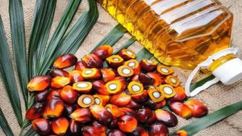 RBD Palm Oil - Refined Bleached Deodorized Palm Olein - Vegetable Cooking Oil - AGRONOVA - United States