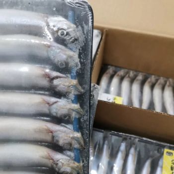New Catching Frozen Capelin/Shishamo Fish for Sale IQF Capelin Bqf to Singapore - Jiangsu e.Funs Import & Export Co., Ltd. - China