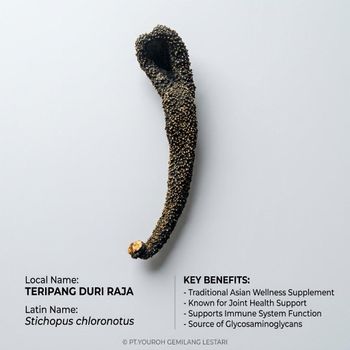 Dried Sea Cucumber - Nusa Moruun Trust - Indonesia