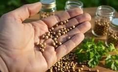 Coriander Seeds – 99% Pure – product photo, Coriander Seeds Powder products found from trusted suppliers, wholesalers, manufacturers & exporters Listing