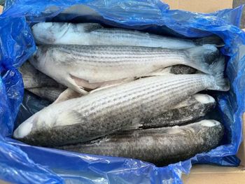 Bulk supply frozen grey mullet fish wholesale cheap price fresh and premium fish - TRADECENTRIC LLC - United States