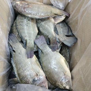 GLOBAL SEAFOOD SUPPLIERS: BLACK TILAPIA WHOLE ROUND FOR YOUR INTERNATIONAL MARKETS - TANIS IMPORT & EXPORT COMPANY LIMITED - Vietnam
