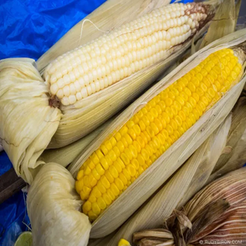 Wholesale White Corn High Grade Whole Corn Low Cost Bulk Supply from A.C.P. AGRICULTURE COMPANY LIMITED Wholesale White Corn High Grade Whole Corn Low Cost Bulk Supply - A.C.P. AGRICULTURE COMPANY LIMITED - Thailand