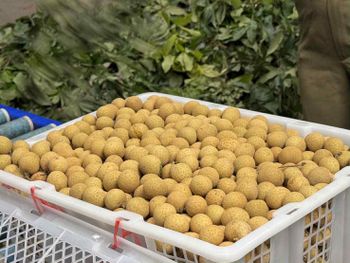 longan - Gold Northern Fruit 88 Co., Ltd. - Thailand