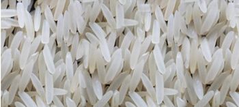 PK 385 Basmati Rice Features Organic Product Type Rice Origin Asia, Pakistan - Elite Global General Trading FZC LLC - United Arab Emirates
