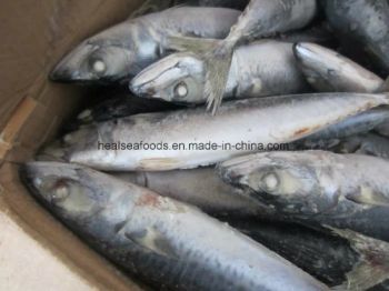 Frozen Chub Mackerel /Pacific Mackerel Resource Wild G.W. 10kgs/CTN N.W. 9.5kgs/CTN HS Code 03035400 Trademark healsea Model NO. - HAIZHISHI FOOD TRADING CO., LTD. SHISHI CITY - China