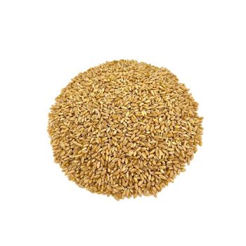 Wholesale wheat grains maintained for continuous trade and high quality resale - AMAC GOLD AND DIAMOND METALS SUPPLIER - Germany