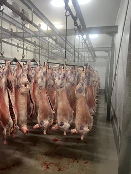 Lamb Temperature −18°c Location Capetown Origin South Africa Weight Range 18 - 22 - sebata innovation group - South Africa