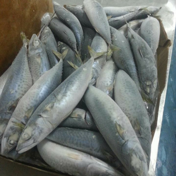 Frozen Atlantic Mackere Scumber Scombrus from FUTURE SEAFOOD THAILAND Co, Ltd Frozen Atlantic Mackere Scumber Scombrus - FUTURE SEAFOOD THAILAND Co, Ltd - Thailand