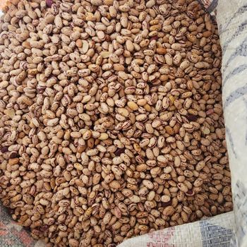 Red speckled sugar beans - North west farm - South Africa